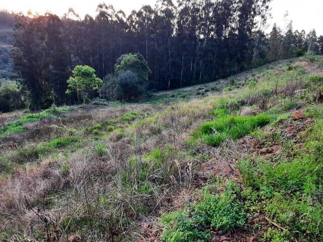 Chácara para Venda em Cordilheira Alta - 5
